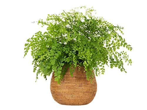 KOUBOO La Jolla Coco Rattan Bowl, Honey-Brown, Large Planter - foxberryparkproducts