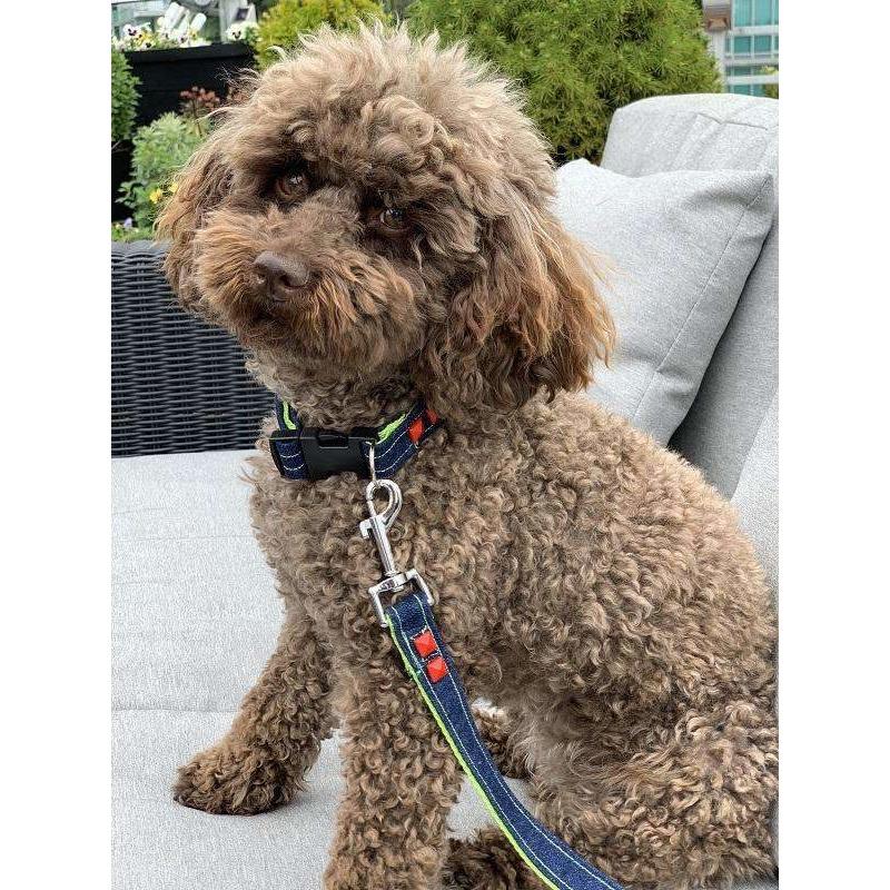Navy denim & Neon dog leash with red studs - foxberryparkproducts